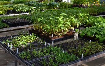 Seed Starting for the Edible Garden